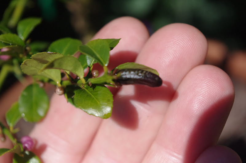 Mach ban cach trong chanh ngon tay de ot cho ca nha thuong thuc-Hinh-2