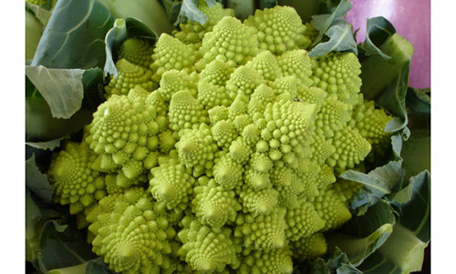 Với mức giá này, súp lơ Nhật Bản đắt gấp khoảng 15 lần giá súp lơ Việt Nam. Ảnh: mountainbreaths