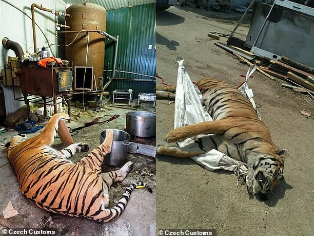 Ben trong trang trai giet ho trai phep phuc vu nguoi Viet o Sec