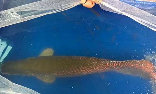 Ca hiem trong sach Do xuat hien tren song Viet Nam gay xon xao