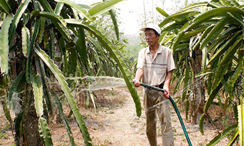 Vườn thanh long mỗi năm đem lại lợi nhuận khoảng 150 triệu đồng. Ảnh: H.T