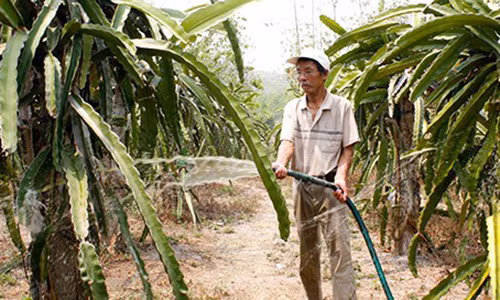 Vườn thanh long mỗi năm đem lại lợi nhuận khoảng 150 triệu đồng. Ảnh: H.T