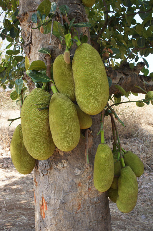 Giống mít siêu dài Malaysia có thể cho quả "khủng" dài hơn 1m.