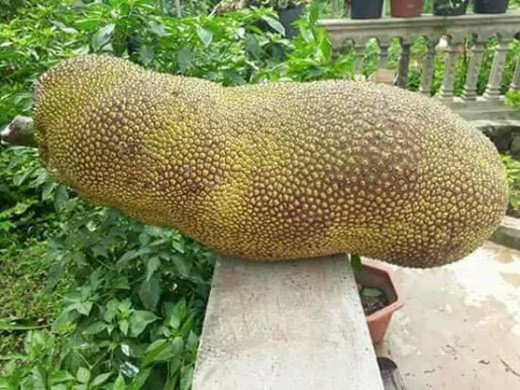 - Cự ly trồng hàng cách hàng và cây cách cây đều 4m, trồng xen kẽ thành hình tam giác. - Từ 7-10 ngày sau khi trồng nên bón thúc phân urê và phân lân cho mỗi gốc mít; khi bón phân nên lưu ý rào rãnh cách gốc mít 10-15cm, sâu 4-5cm, rắc hỗn hợp urê và lân xuống đáy rãnh và lấp đất lại. Phải tưới đậm nước sau khi bón phân để đủ hòa tan phân cho cây hấp thụ, 3-4 ngày sau phải tưới đậm lại một lần nữa; đậy gốc mít bằng rơm hoặc cỏ khô.