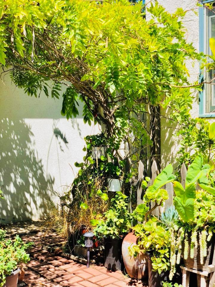 Thúy Nga trồng khá nhiều loại cây cảnh khác nhau như sen đá, tử đằng, hóa sứ…