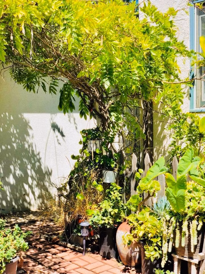 Thúy Nga trồng khá nhiều loại cây cảnh khác nhau như sen đá, tử đằng, hóa sứ…