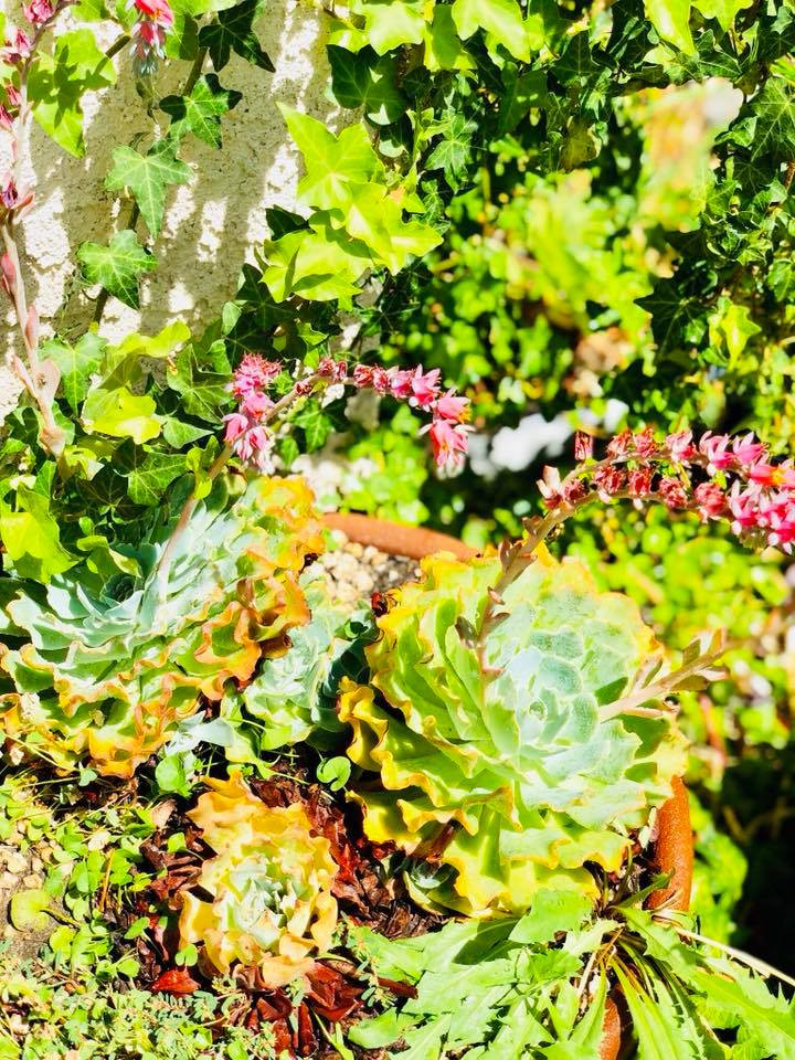 Khu vườn của Thúy Nga chỗ nào cũng ngập tràn màu xanh của cây lá.