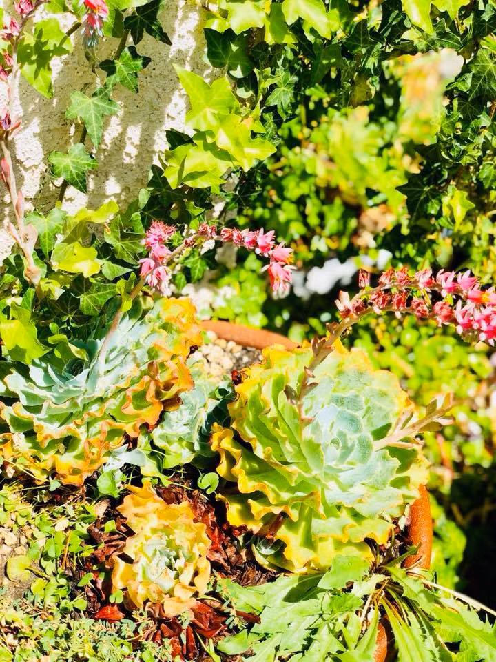 Khu vườn của Thúy Nga chỗ nào cũng ngập tràn màu xanh của cây lá.