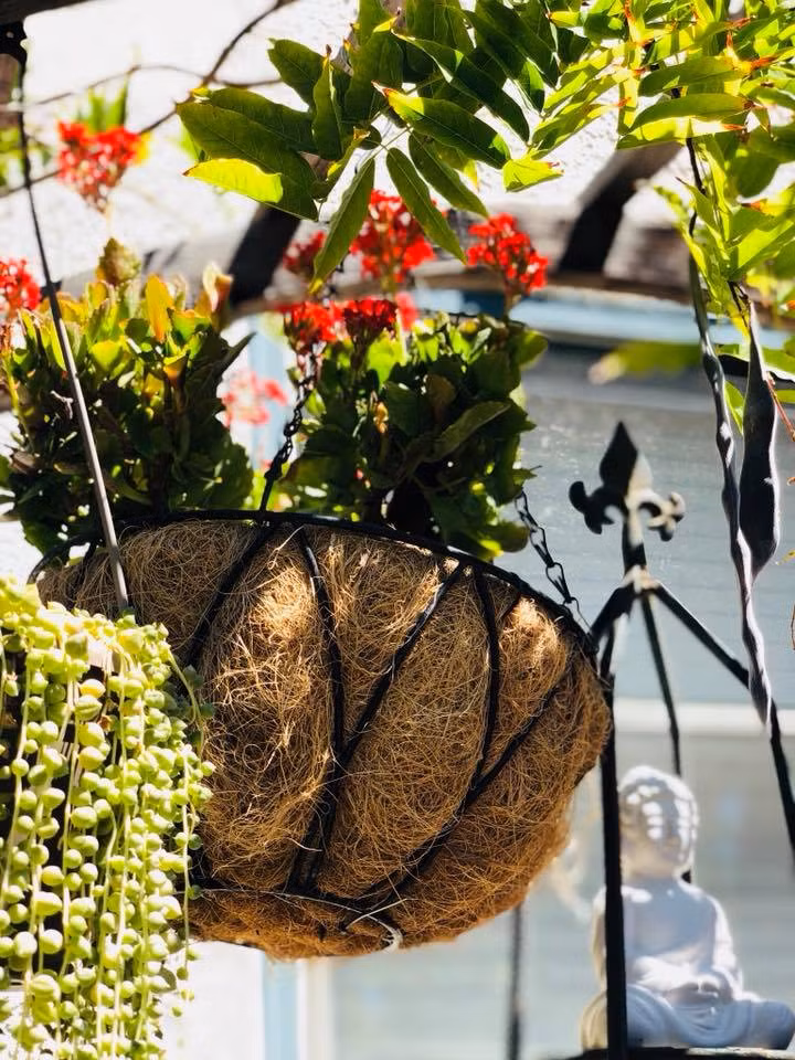 Rất nhiều người khen ngợi tình yêu thiên nhiên cũng như sự khéo léo của Thúy Nga trong công việc làm vườn.