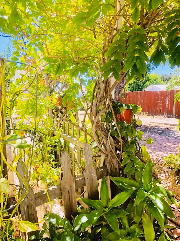 Cũng như nhiều sao Việt khác, Thúy Nga sở hữu cho mình một khu vườn khá rộng với nhiều loại cây trái. Tuy nhiên, mới đây cô còn khoe những loại cây cảnh rất đáng yêu trong khu vườn của mình.