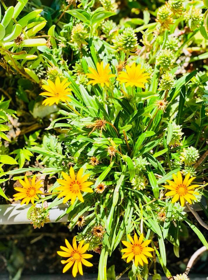 Những cây cảnh cũng không phụ lòng người chăm sóc khi tươi tốt, khoe hoa rực rỡ.