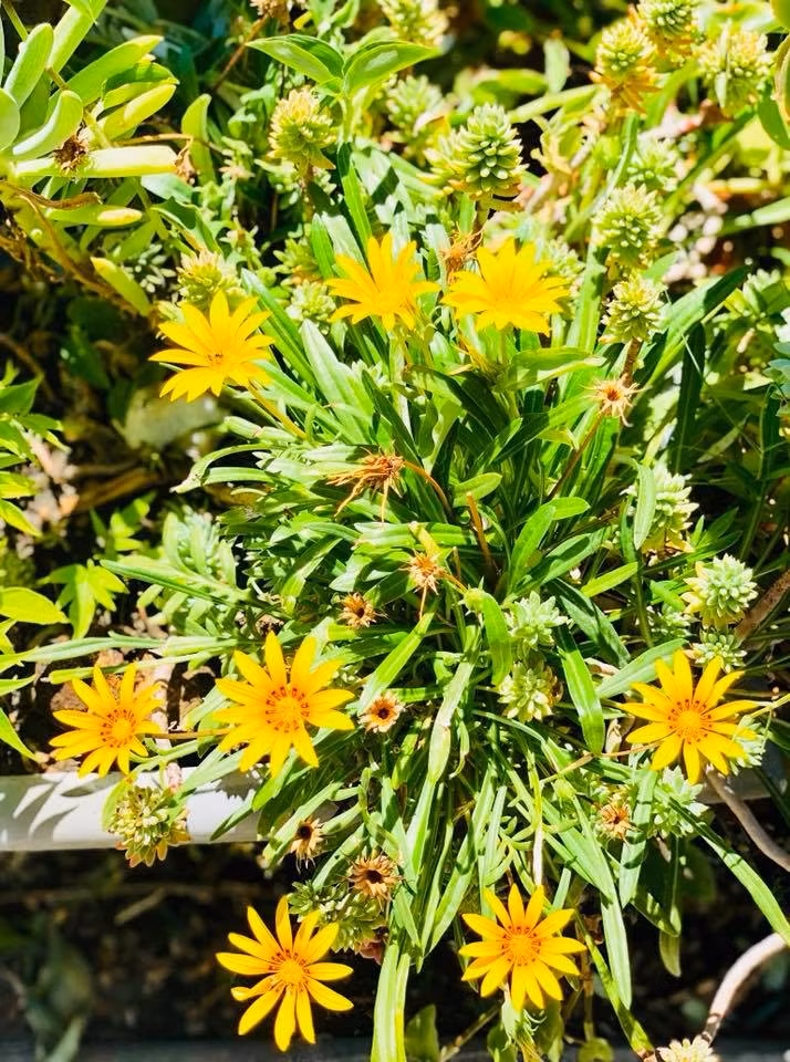 Những cây cảnh cũng không phụ lòng người chăm sóc khi tươi tốt, khoe hoa rực rỡ.