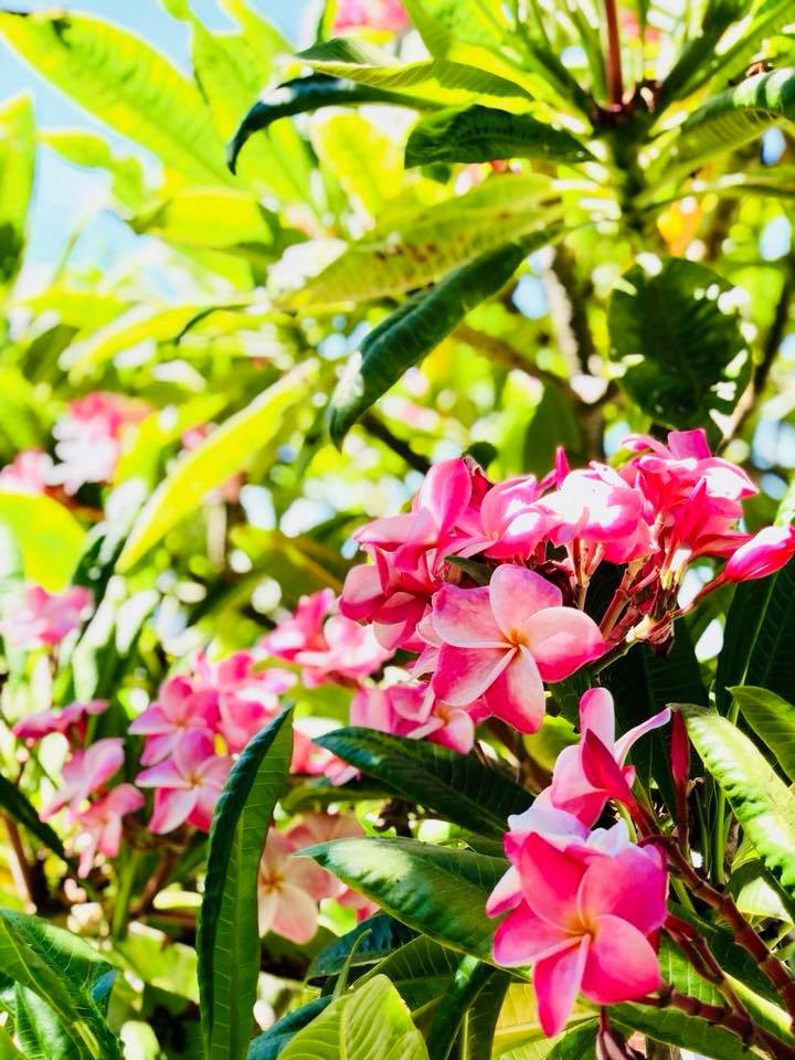 Mỗi cây tùy kích thước được Thúy Nga trồng ở những vị trí khác nhau trong khu vườn của mình.