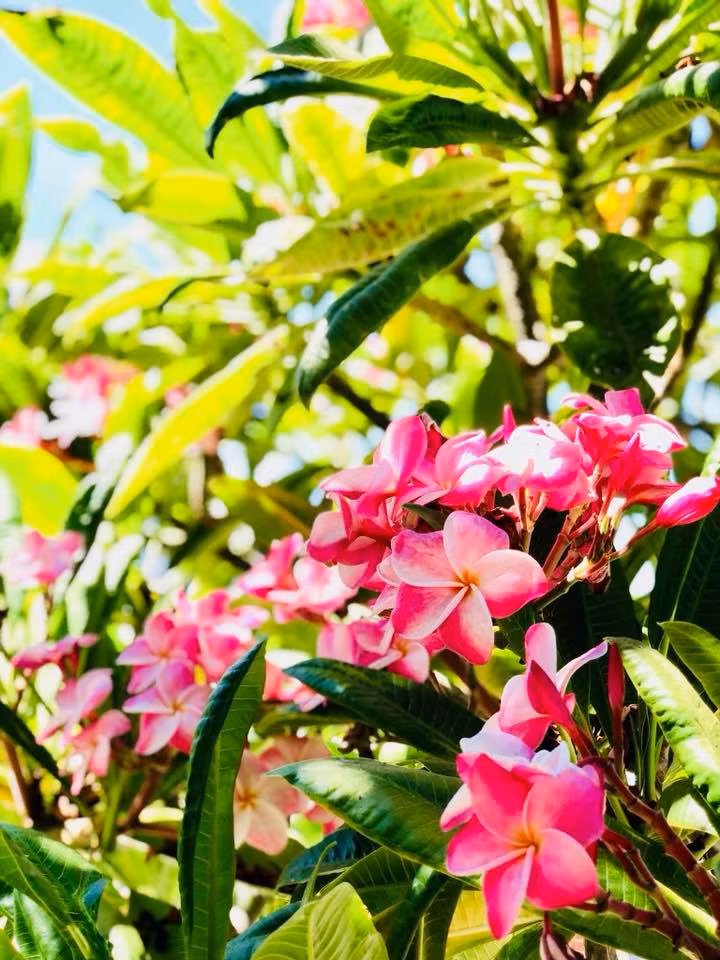 Mỗi cây tùy kích thước được Thúy Nga trồng ở những vị trí khác nhau trong khu vườn của mình.