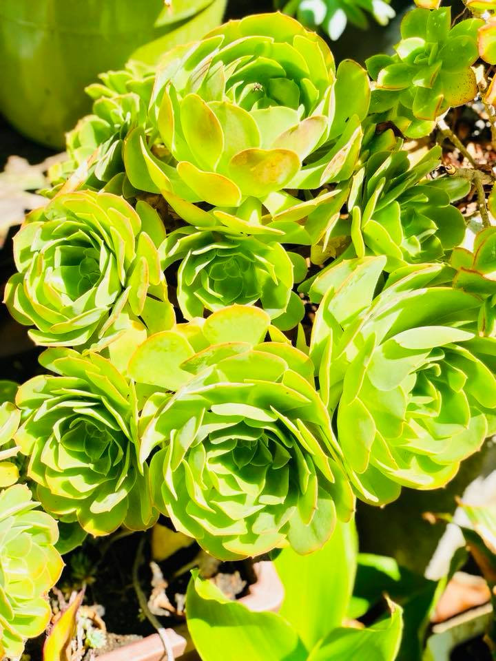 Thúy Nga bố trí cảnh quan rất đẹp cho từng góc khu vườn để tạo nên một không gian sống đẹp nhất.