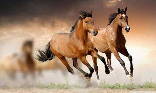 Những chuyến đi xa cũng cần hạn chế và đặc biệt là nói không với những trò chơi mang tính chấp mạo hiểm. Ảnh minh họa.