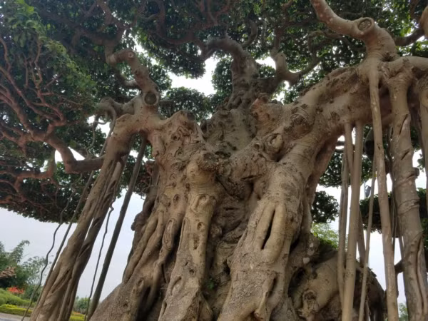 Phần thân chính của cây xù xì phân cành nhánh theo lối chiết chi...được giới chơi cây cảnh đánh giá cao.