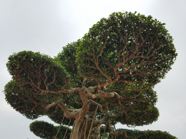 Theo thông tin từ BTC, tác phẩm “Đại thế vân tùng” có nguồn gốc từ Phú Thượng (Hà Nội), được một người ở Nam Điền (Nam Trực, Nam Định) bán cho anh Nguyễn Văn Oai (Thái Bình). Anh Cao Văn Phú mua lại với giá gần 10 tỷ, sau đó cho dát 5 cây vàng trị giá 185 triệu vào chậu để cây "ngự".