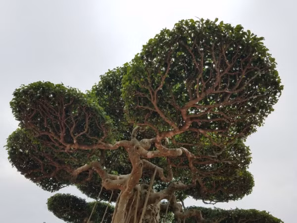 Theo thông tin từ BTC, tác phẩm “Đại thế vân tùng” có nguồn gốc từ Phú Thượng (Hà Nội), được một người ở Nam Điền (Nam Trực, Nam Định) bán cho anh Nguyễn Văn Oai (Thái Bình). Anh Cao Văn Phú mua lại với giá gần 10 tỷ, sau đó cho dát 5 cây vàng trị giá 185 triệu vào chậu để cây "ngự".