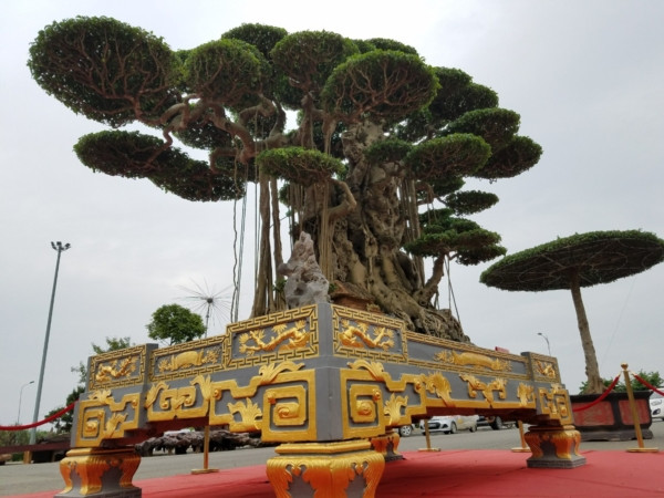 Chiêm ngưỡng tuyệt tác siêu cây "Đại thế vân tùng" dát vàng 15 tỷ Chiem nguong tuyet tac sieu cay