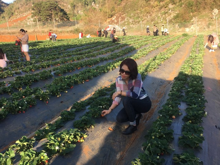 Vào thời điểm đầu tháng 3, đông đảo du khách đến vườn của ông Tý hái dâu tây và chụp ảnh "tự sướng", ảnh kỷ yếu.