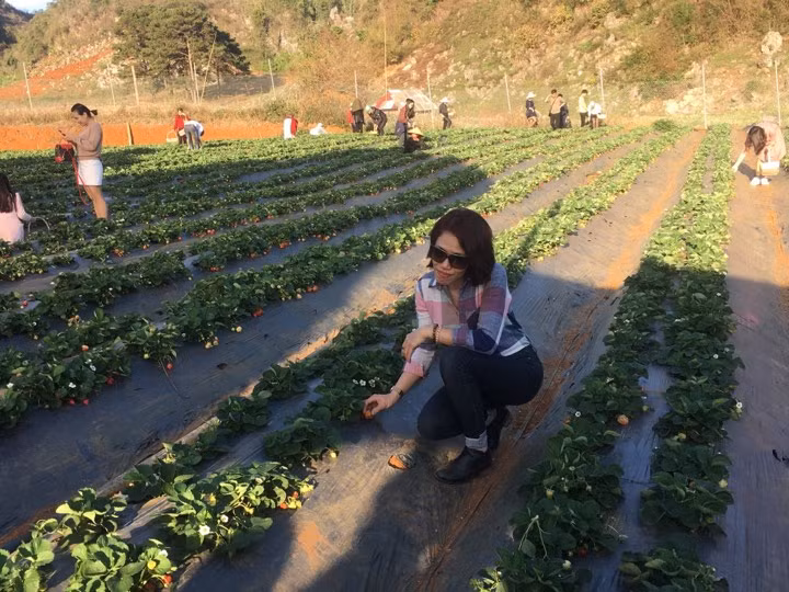 Vào thời điểm đầu tháng 3, đông đảo du khách đến vườn của ông Tý hái dâu tây và chụp ảnh "tự sướng", ảnh kỷ yếu.