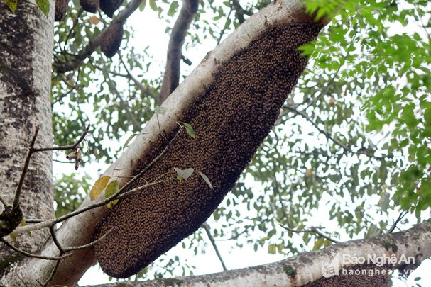 Hiện đàn ong đang có dấu hiệu tăng thêm. Ảnh: Hữu Vi