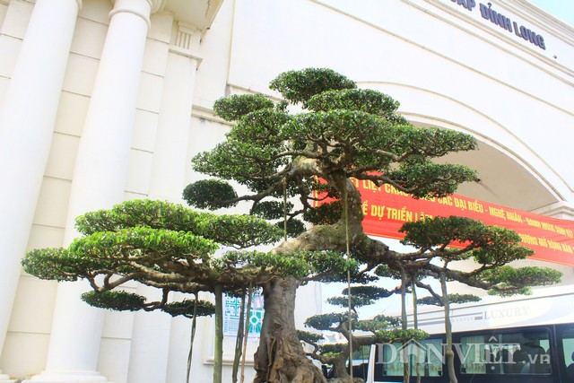 Anh Dũng kể, thời gian trước từng có khách mua cây khủng này trả cho gia đình anh 14 tỷ đồng nhưng anh chưa có ý định bán nó. Ảnh: HĐ.