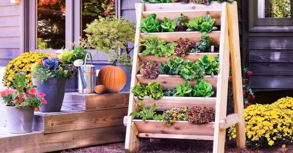 Tận dụng chai nhựa cỡ lớn, chọn gỗ để tạo kệ đỡ cho những chiếc chai. Bạn có thể trồng các loại rau lên pallet được sơn màu bắt mắt. Khu vườn vô cùng đáng yêu sẽ khiến bất kỳ ai ngắm nhìn cảm thấy thích thú.