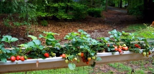 Pallet có thể đóng thành dạng bậc thang để tạo nên khu vườn xanh mát rau quả sạch ngay bên hiên nhà.