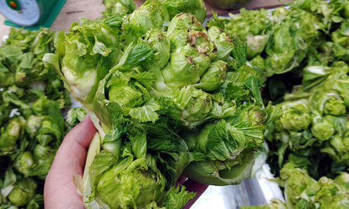 Cải mầm đá Sapa được giới thiệu tại một hội chợ Tết ở Hà Nội hồi tháng 1/2018.