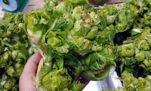 Cải mầm đá Sapa được giới thiệu tại một hội chợ Tết ở Hà Nội hồi tháng 1/2018.