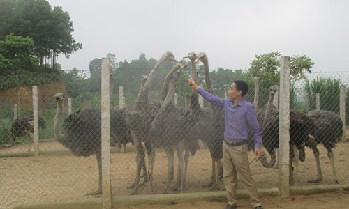 Nuoi da dieu, sau gan 1 nam, lai 5 trieu dong moi con