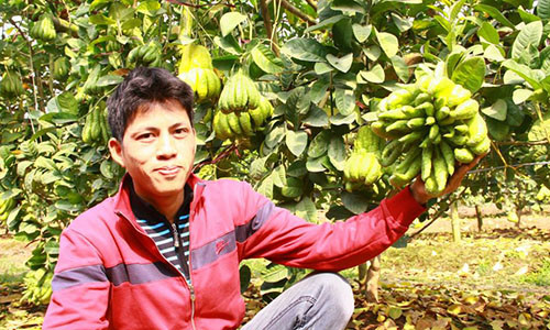 Người dân vùng Đắc Sở cho biết, do điều kiện thời tiết xấu nên năm nay trái phật thủ mất mùa, vì vậy giá của mặt hàng này sẽ cao hơn năm ngoái. Ảnh: H.L