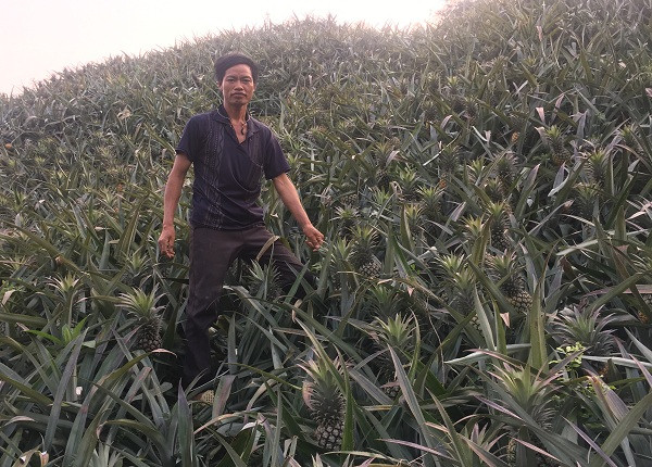 Hàng ngày anh Seo Chịnh đều lên nương rẫy kiểm tra quá trình phát triển của vườn dứa.