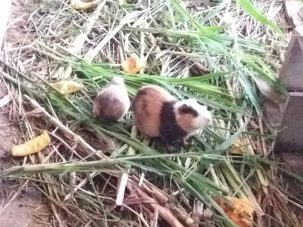 Với trọng lượng từ 0,5 đến 0,9 kg, mỗi con chuột lang có giá từ 100.000 - 150.000 đồng. Ảnh: Lữ Phú