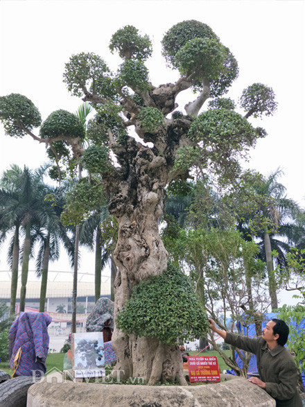 Đến mùa duối ra hoa, kết trái rất đẹp mắt.