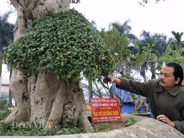 “Đã có nhiều người đến trả giá cây duối kiểng này. Đại gia có, người chơi cây, buôn cây có. Người trả thấp nhất 1 tỷ đồng, người trả cao nhất 2 tỷ đồng, nhưng tôi vẫn chưa quyết bán, vì chưa được giá tốt. Nếu nói về cây cảnh thì rất vô giá, vì nó chỉ có giá với người biết chơi, còn với người không thích, không biết, không chơi thì nó sẽ không có giá trị gì. Bởi làm củi đun thì khói, mà ăn gỏi thì không được…" - ông Trai chia sẻ.