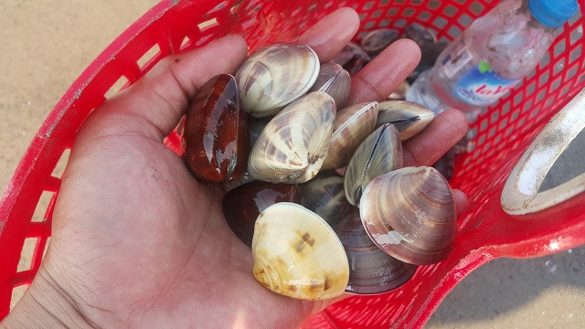 Ngao biển được thị trường ưa chuộng hơn nên có giá cao hơn so với ngao nuôi.