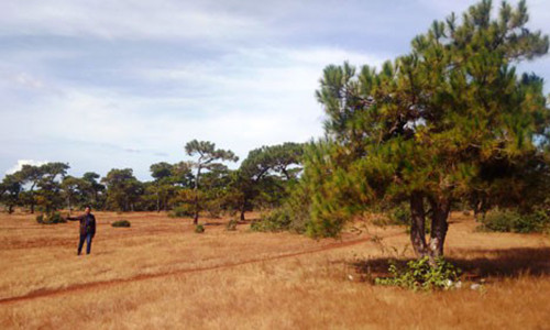 Rừng thông tuyệt đẹp ở Gia Lai sắp chuyển sang làm sân golf.