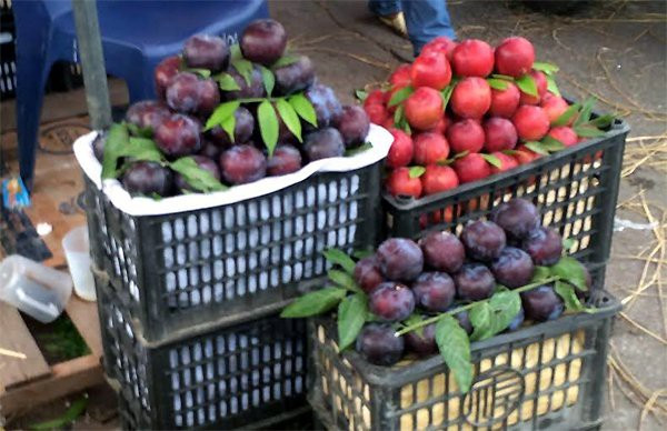 Quả mận Trung Quốc dù chín hay bị trầy sứt cũng cứng nguyên chứ không mềm như mận Việt Nam.