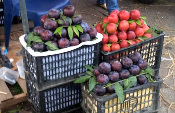Quả mận Trung Quốc dù chín hay bị trầy sứt cũng cứng nguyên chứ không mềm như mận Việt Nam.