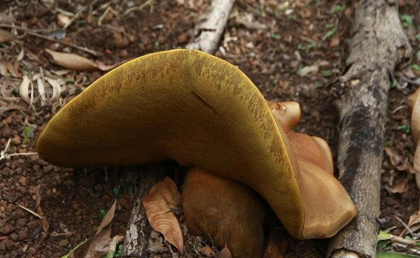 Phía sau thân nấm có màu vàng lạ mắt.