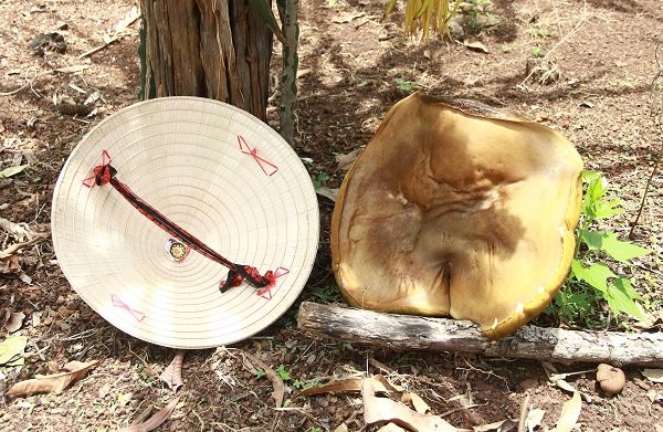 Cây nấm to bằng nón lá chỉ sau vài giờ.