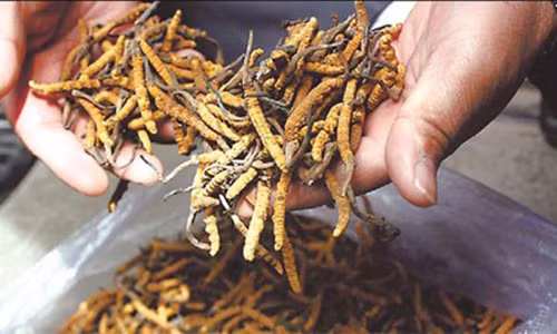 Đông trùng hạ thảo Tây Tạng có giá lên tới 2,2 tỷ đồng.