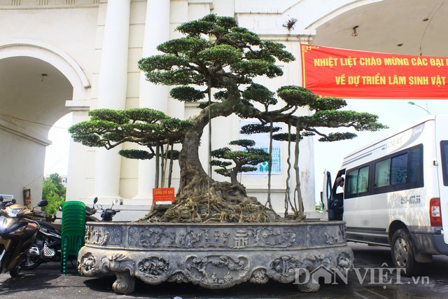 Theo anh Dũng, cây sanh cổ được anh mua cách đây gần 10 năm của một người bạn ở Nam Định. Vào thời điểm đó, anh cũng đã phải bỏ ra hơn 3 tỷ đồng mới có thể mua được cây. Ảnh: HĐ