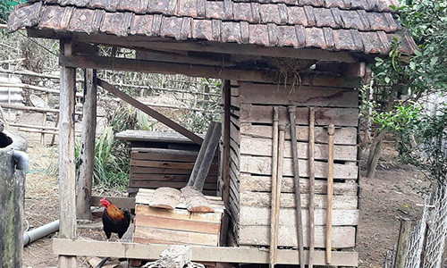 Con gà trống đẻ trứng của gia đình ông Triều.