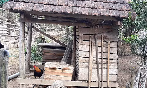 Con gà trống đẻ trứng của gia đình ông Triều.