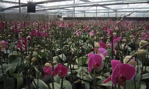 Thành công với công việc bán lan vào dịp Tết năm ngoái nên năm nay, chị Hằng quyết định ôm 20 gốc lan hồ điệp bán tiếp.