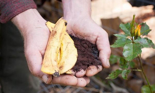 6 loai rac trong bep khi mang ra vuon giup rau len vun vut